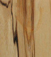 Xylotheque : Bouleau