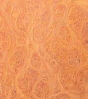 Xylotheque : Bruy�re