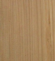 Xylotheque : Gen�vrier oxyc�dre