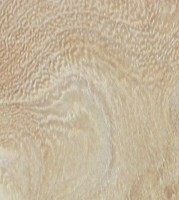 Xylotheque : Orme blanc