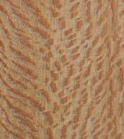 Xylotheque : Platane