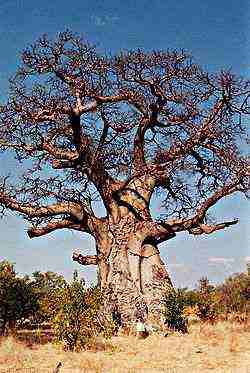 Creations Bois | Atelier Doreau | Actualit&eacute;s: Le Baobab