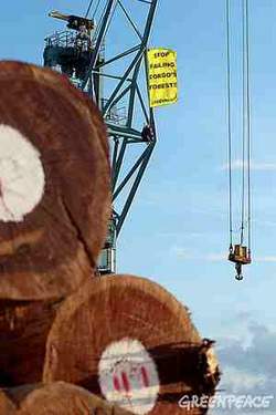  Wood Creations | Doreau's workshop  | Wood News : Importation bois ill&eacute;gaux