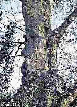 Creations Bois | Atelier Doreau | Actualit&eacute;s: Arbres myst&eacute;rieux