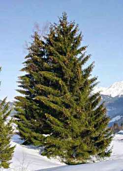 Creations Bois | Atelier Doreau | Actualit&eacute;s: Le doyen des arbres