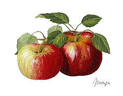  Wood Creations | Doreau's workshop  | Wood News : Les arbres fruitiers anciens