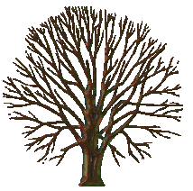 Atelier bois: Les 4 saisons d'un arbre