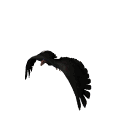 condor des andes
