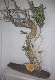 Wood Creations  Tell me grandfather Photo 1