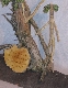 Wood Creations  Tell me grandfather Photo 3