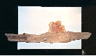 Wood Creations  Soleil couchant Photo 1