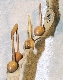Wood Creations  Pianissimo Photo 2